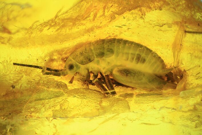 Fossil Bush Cricket (Tettigoniidae) In Baltic Amber - Rare! #94044